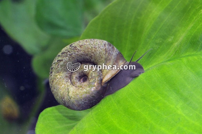 Planorbe (Planorbarius corneus) - gryphea.com